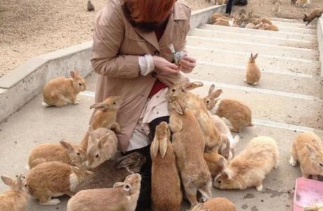 Ilha de Okunoshima 01